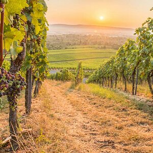 Weintrauben im Weinberg mit Sonnenaufgang.