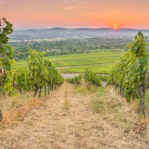 Sonnenaufgang im Sommer im Weinberg