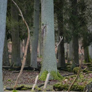 Hirsch versteckt
