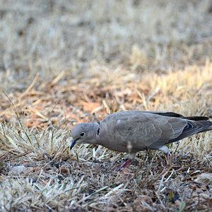 piep2bff