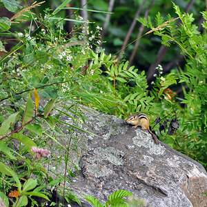 DSC 4511 Chipmunk