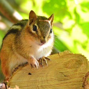DSC 8018 Chipmunk