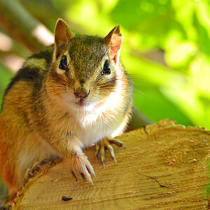 DSC 8023 Chipmunk