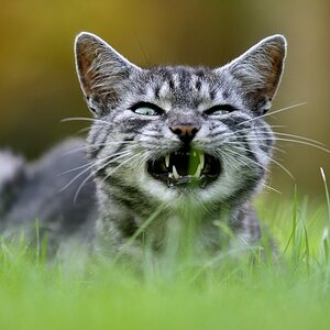 Schnuffi
