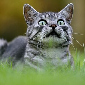 Schnuffi