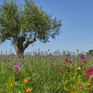 Pontevès Chateau Duvivier