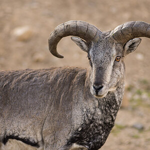 Blue Sheep klein