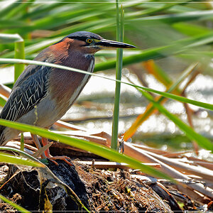 DSC 5181 Green Heron 1000 R1