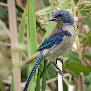 DSC 3858 Blaue Elster 1000