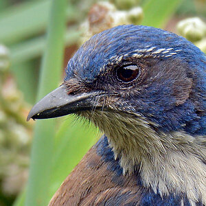 DSC 3858 Blaue Elster Portrait 1000