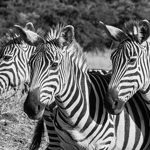 Zebra 2 Nairobi NP