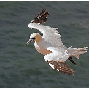 D71 1023 Basstölpel Landeanflug I