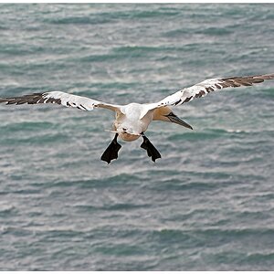 D71 0921 und ab auf das Meer