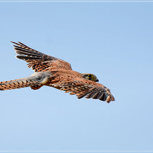 DSC 6875 Falke 1012R