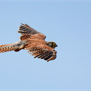 DSC 6876 Turmfalke 1012 R
