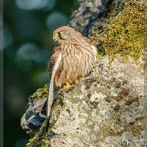 20150822 9642 [NIKON D7100] 600 mm,1 2000 Sek. bei ƒ   4,0