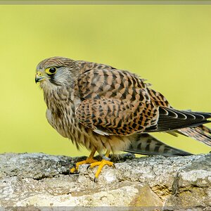 20150822 9690 [NIKON D7100] 600 mm,1 1250 Sek. bei ƒ   4,0