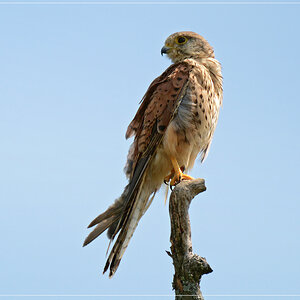 DSC 6909 Turmfalke 1012 R