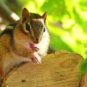 DSC 8024 Chipmonk