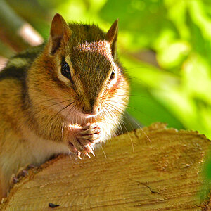 DSC 8025 Chipmonk