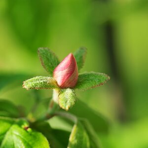 Apfelquitte