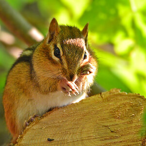 DSC 8026 Chipmonk