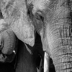 tansania elefant sw 1