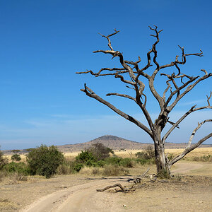 serengeti landschaft 1