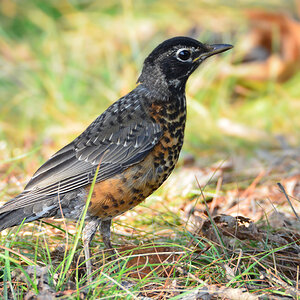DSC 8726 Vogel