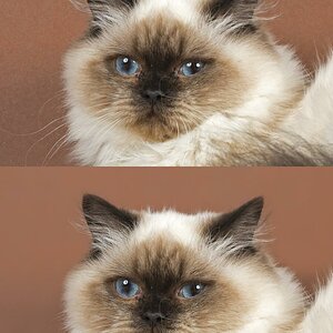 Katzen BKH 2015 37353 alt neu k