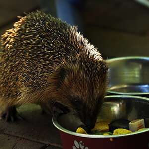 DSC 5103 Igel