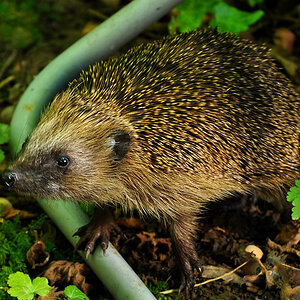 DSC 5107 Igel