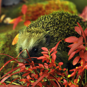 DSC 5110 Igel