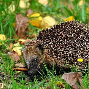 DSC 5113 Igel