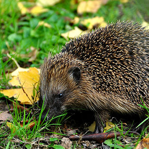DSC 5117 Igel