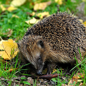 DSC 5120 Igel
