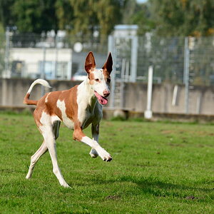 Pony Podenca