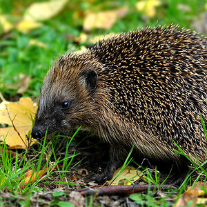 DSC 5122 Igel