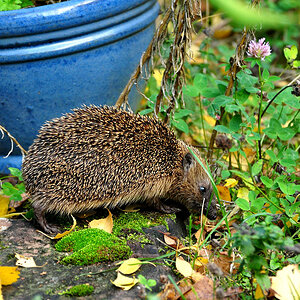 DSC 5125 Igel