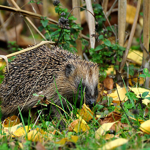 DSC 5126 Igel