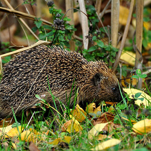 DSC 5127 Igel