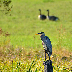 DSC 9086 Reiher