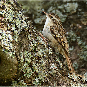 DSC 7341 Baumläufer 1000 R