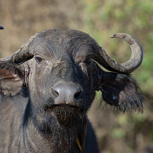 tansania ngorongoro bueffel 1