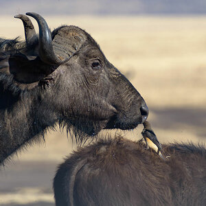 tansania ngorongoro bueffel 2