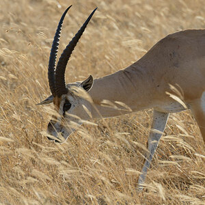 tansania ngorongoro gazelle