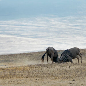 tansania ngorongoro gnus 1