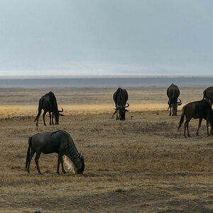 tansania ngorongoro gnus 2