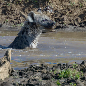 tansania ngorongoro hyaene 1