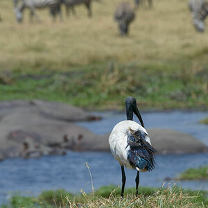 tansania ngorongoro ibis